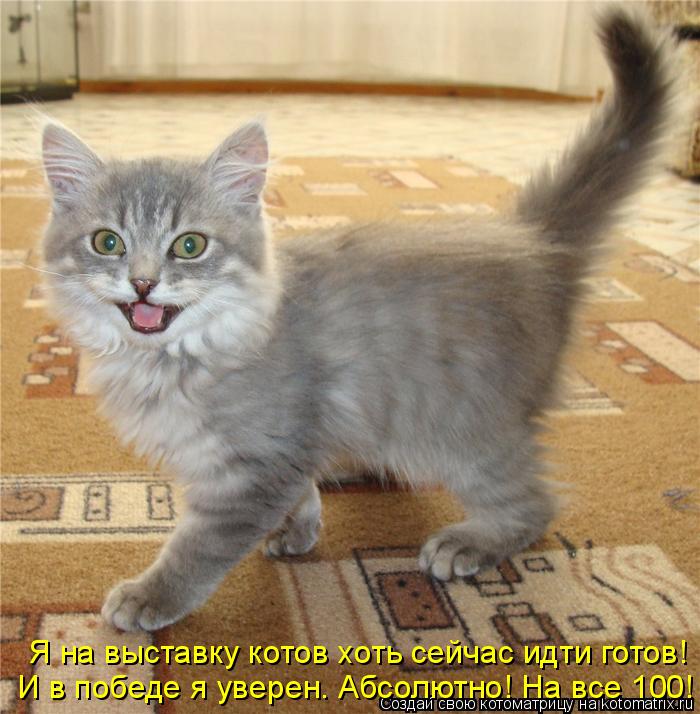Я на выставку котов хоть сейчас идти готов! И в победе я уверен. Абсолютно! На все 100!... Котоматрица: Я на выставку котов хоть сейчас идти готов! И в победе я уверен. Абсолютно! На все 100!
