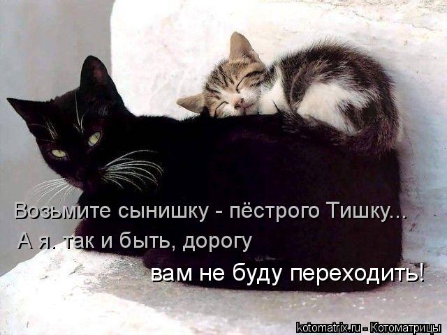 Возьмите сынишку - пёстрого Тишку... А я. так и быть, дорогу вам не буду переходить!... Котоматрица: Возьмите сынишку - пёстрого Тишку... А я. так и быть, дорогу вам не буду переходить!