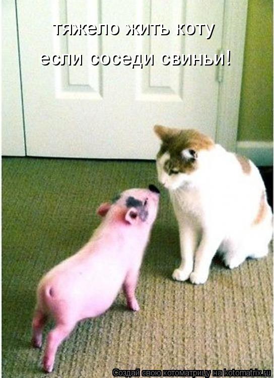 тяжело жить коту если соседи свиньи!... Котоматрица: тяжело жить коту если соседи свиньи!