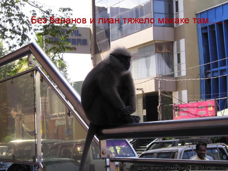 Без бананов и лиан тяжело макаке там......... Котоматрица: Без бананов и лиан тяжело макаке там......