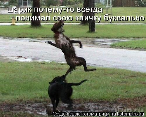 шарик почему-то всегда понимал свою кличку буквально... Котоматрица: шарик почему-то всегда понимал свою кличку буквально