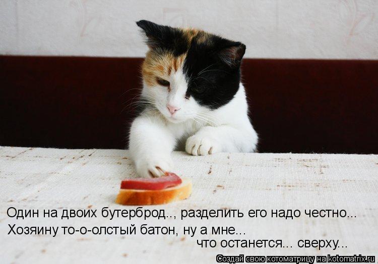 Один на двоих бутерброд.., разделить его надо честно... Хозяину то-о-олстый батон, ну а мне... что ос... Котоматрица: Один на двоих бутерброд.., разделить его надо честно... Хозяину то-о-олстый батон, ну а мне... что останется... сверху...