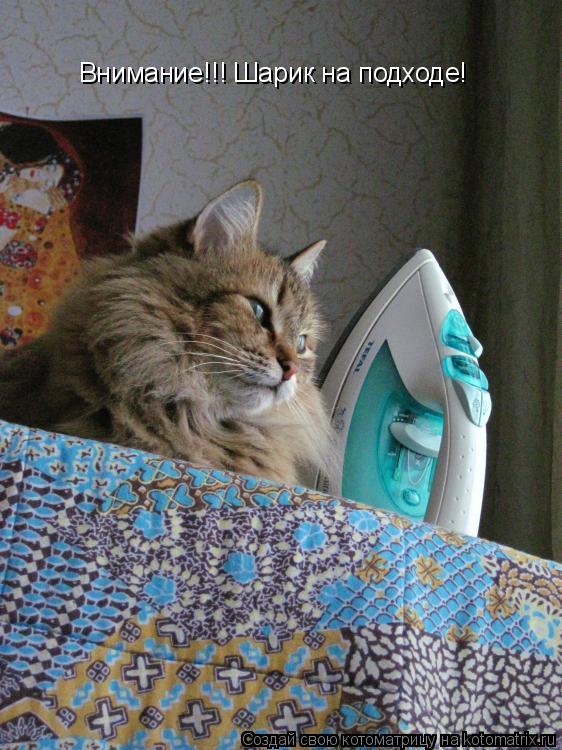 Внимание!!! Шарик на подходе!... Котоматрица: Внимание!!! Шарик на подходе!