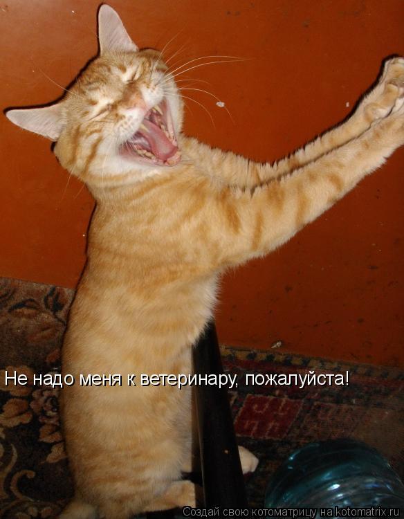 Не надо меня к ветеринару, пожалуйста!... Котоматрица: Не надо меня к ветеринару, пожалуйста!
