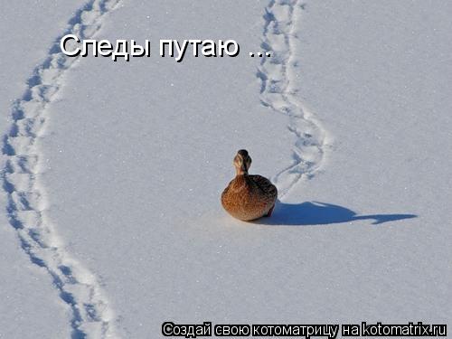 Следы путаю ...... Котоматрица: Следы путаю ...