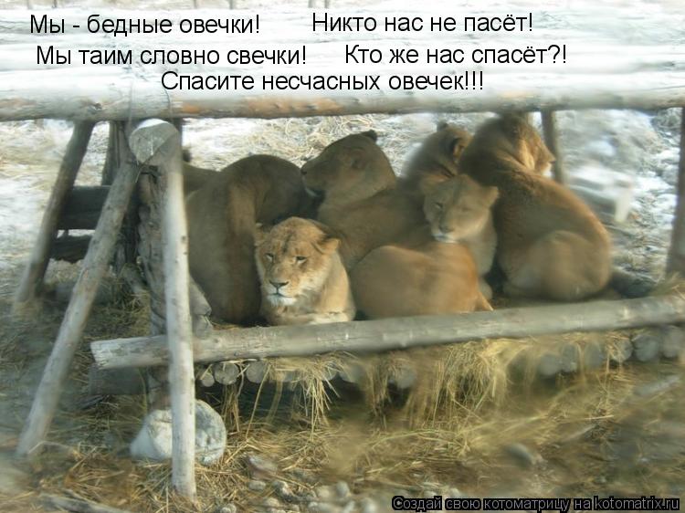 Мы - бедные овечки! Никто нас не пасёт! Мы таим словно свечки! Кто же нас спасёт?! Спасите несчасных ... Котоматрица: Мы - бедные овечки! Никто нас не пасёт! Мы таим словно свечки! Кто же нас спасёт?! Спасите несчасных овечек!!!