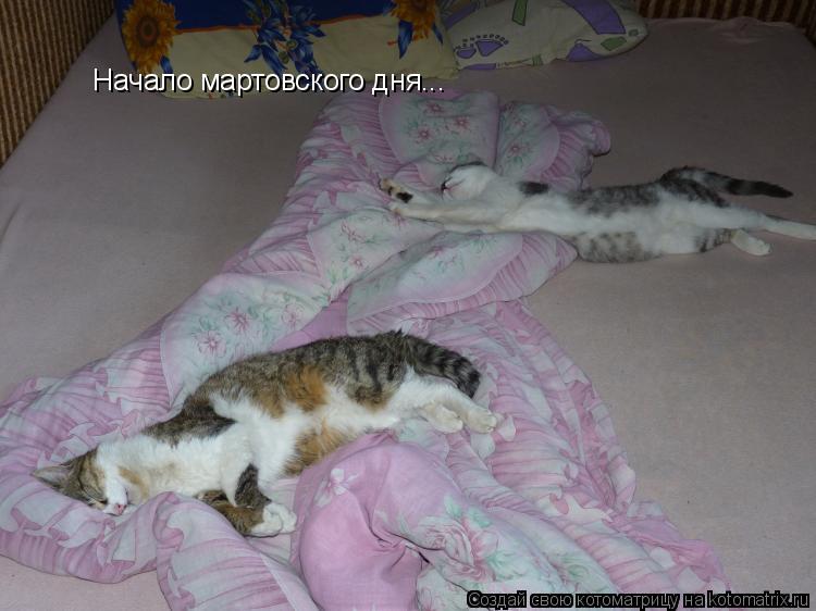 Начало мартовского дня...... Котоматрица: Начало мартовского дня...