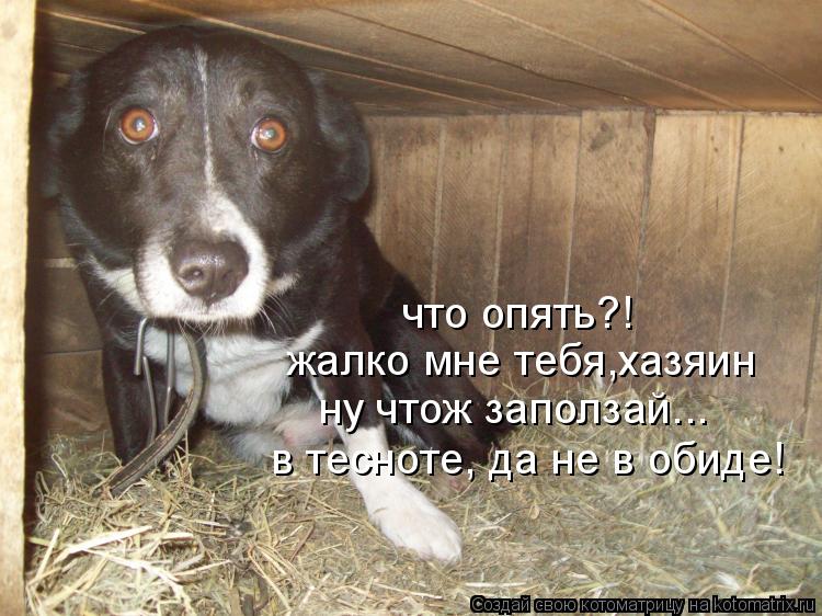 жалко мне тебя,хазяин ну чтож заползай... в тесноте, да не в обиде! что опять?!... Котоматрица: жалко мне тебя,хазяин ну чтож заползай... в тесноте, да не в обиде! что опять?!