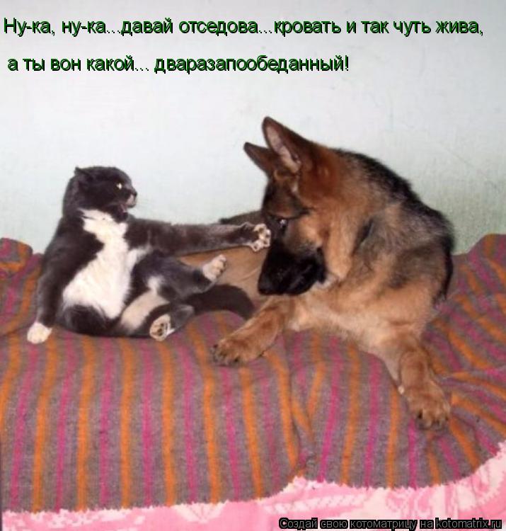 Ну-ка, ну-ка...давай отседова...кровать и так чуть жива, а ты вон какой... дваразапообеданный!... Котоматрица: Ну-ка, ну-ка...давай отседова...кровать и так чуть жива, а ты вон какой... дваразапообеданный!