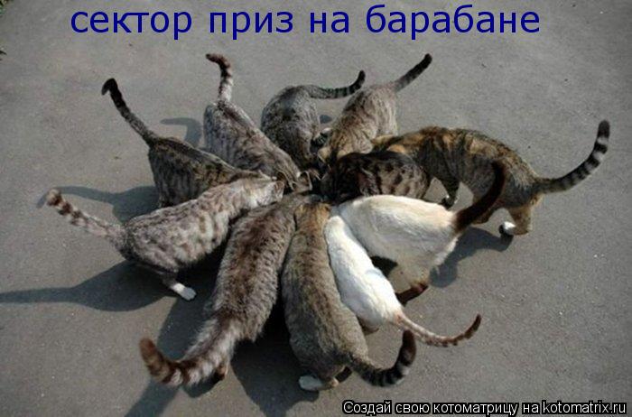 сектор приз на барабане... Котоматрица: сектор приз на барабане
