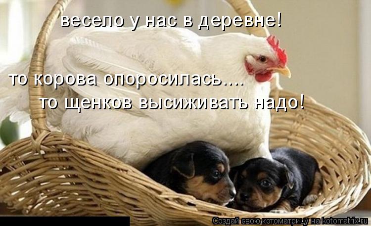 весело у нас в деревне! то щенков высиживать надо! то корова опоросилась....... Котоматрица: весело у нас в деревне! то щенков высиживать надо! то корова опоросилась....