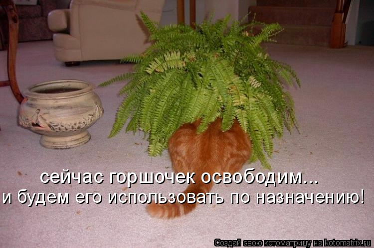 сейчас горшочек освободим... и будем его использовать по назначению!... Котоматрица: сейчас горшочек освободим... и будем его использовать по назначению!