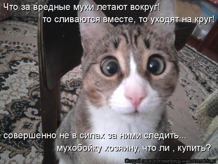 Котоматрица: Что за вредные мухи летают вокруг! то сливаются вместе, то уходят на круг! совершенно не в силах за ними следить... мухобойку хозяину, что ли , 