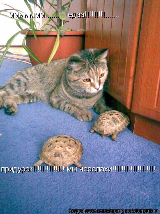 ммммммм......... едаа!!!!!!!!!....... придурок!!!!!!!!!!!!!! мы черепахи!!!!!!!!!!!!!!!!!!!... Котоматрица: ммммммм......... едаа!!!!!!!!!....... придурок!!!!!!!!!!!!!! мы черепахи!!!!!!!!!!!!!!!!!!!
