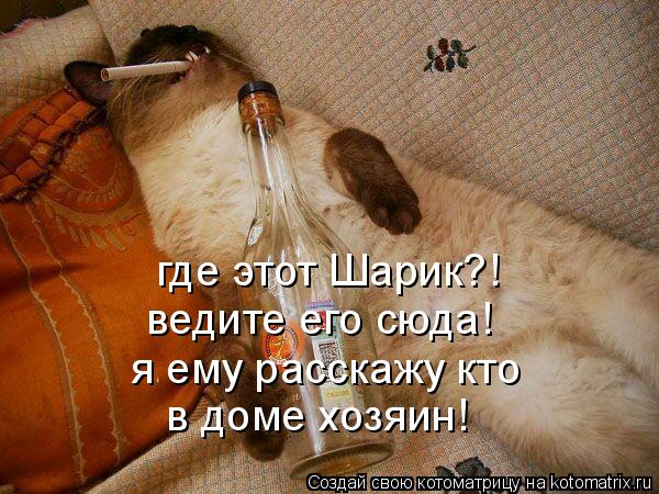 где этот Шарик?! ведите его сюда! я ему расскажу кто в доме хозяин!... Котоматрица: где этот Шарик?! ведите его сюда! я ему расскажу кто в доме хозяин!