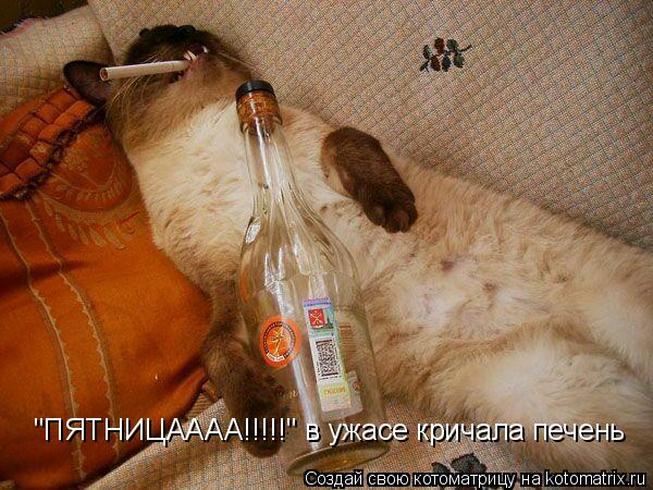 "ПЯТНИЦАААА!!!!!" в ужасе кричала печень... Котоматрица: "ПЯТНИЦАААА!!!!!" в ужасе кричала печень