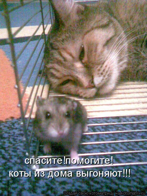 спасите!помогите! коты из дома выгоняют!!!... Котоматрица: спасите!помогите! коты из дома выгоняют!!!