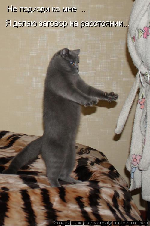 Не подходи ко мне ... Я делаю заговор на расстоянии...... Котоматрица: Не подходи ко мне ... Я делаю заговор на расстоянии...
