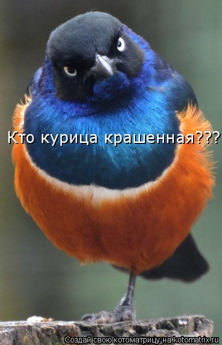 Кто курица крашенная???... Котоматрица: Кто курица крашенная???