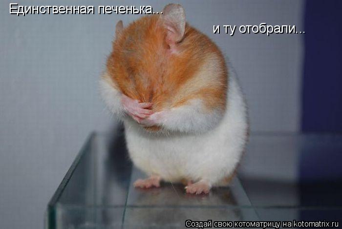 Единственная печенька... и ту отобрали...... Котоматрица: Единственная печенька... и ту отобрали...