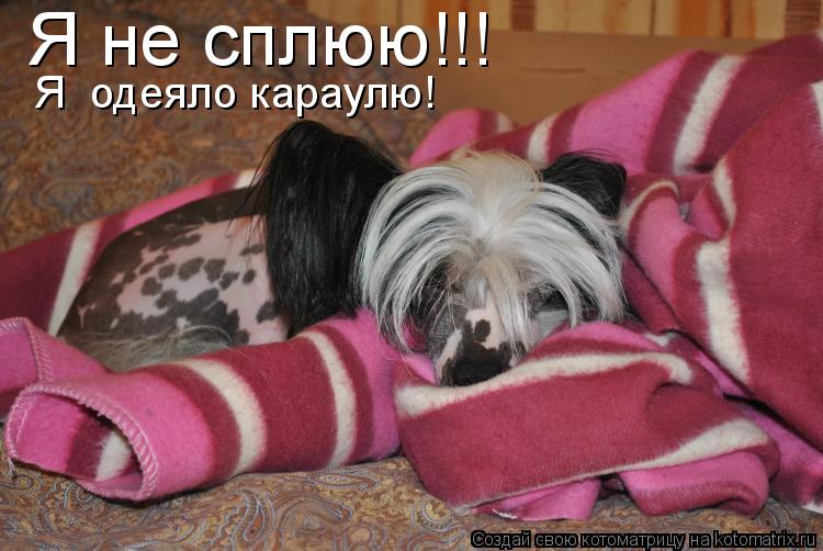 Котоматрица: Я не сплюю!!! Я  одеяло караулю!