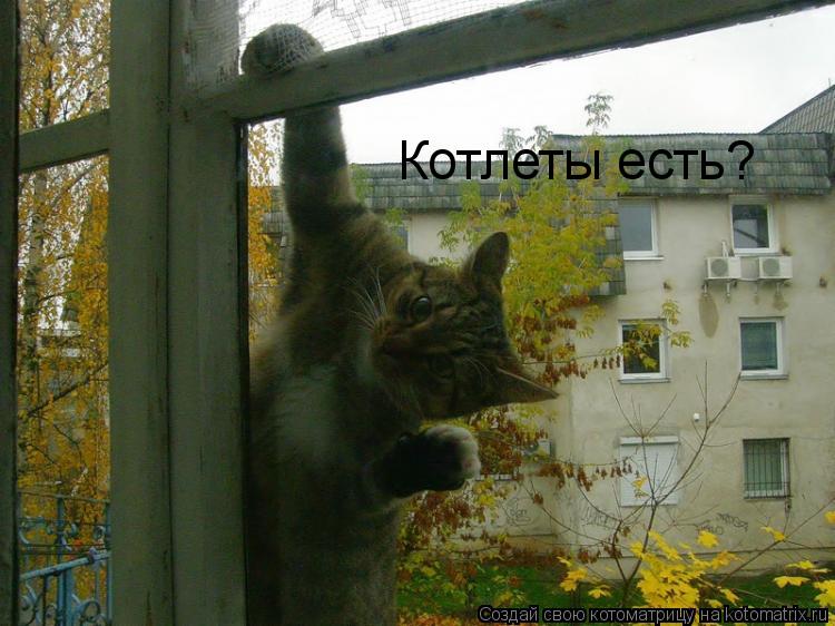 Котоматрица: Котлеты есть?