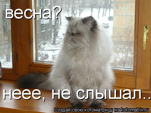 весна? неее, не слышал...... Котоматрица: весна? неее, не слышал...