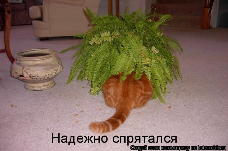 Котоматрица: Надежно спрятался