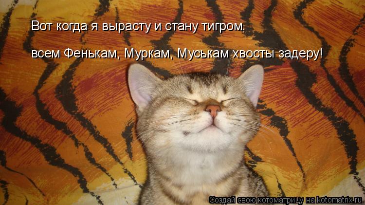 Вот когда я вырасту и стану тигром, всем Фенькам, Муркам, Муськам хвосты задеру!... Котоматрица: Вот когда я вырасту и стану тигром, всем Фенькам, Муркам, Муськам хвосты задеру!