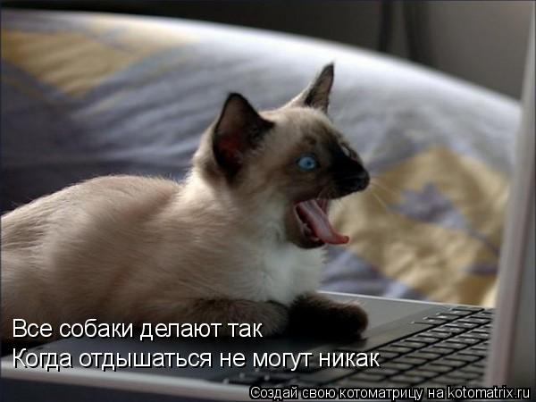 Когда отдышаться не могут никак Все собаки делают так... Котоматрица: Когда отдышаться не могут никак Все собаки делают так