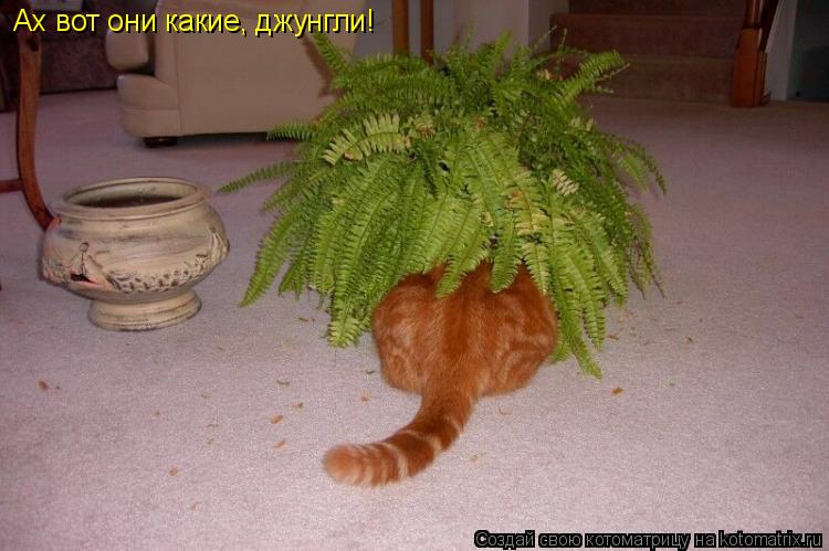 Ах вот они какие, джунгли!... Котоматрица: Ах вот они какие, джунгли!