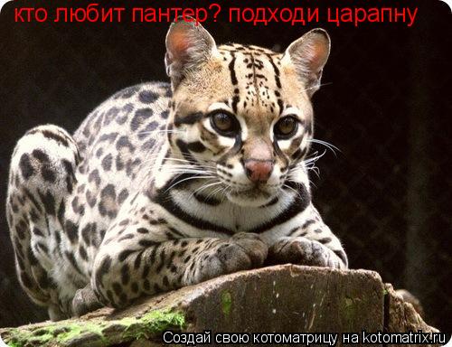 кто любит пантер? подходи царапну... Котоматрица: кто любит пантер? подходи царапну