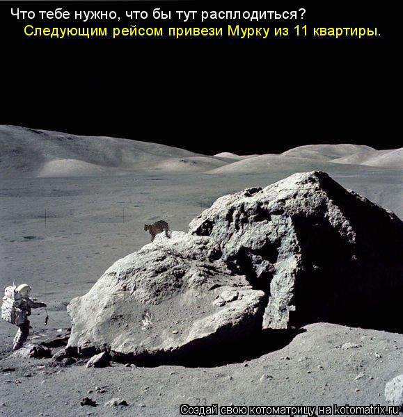 Что тебе нужно, что бы тут расплодиться? Следующим рейсом привези Мурку из 11 квартиры.... Котоматрица: Что тебе нужно, что бы тут расплодиться? Следующим рейсом привези Мурку из 11 квартиры.