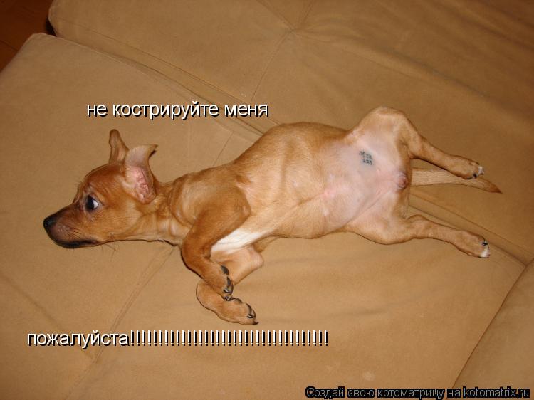не кострируйте меня пожалуйста!!!!!!!!!!!!!!!!!!!!!!!!!!!!!!!!!!!... Котоматрица: не кострируйте меня пожалуйста!!!!!!!!!!!!!!!!!!!!!!!!!!!!!!!!!!!