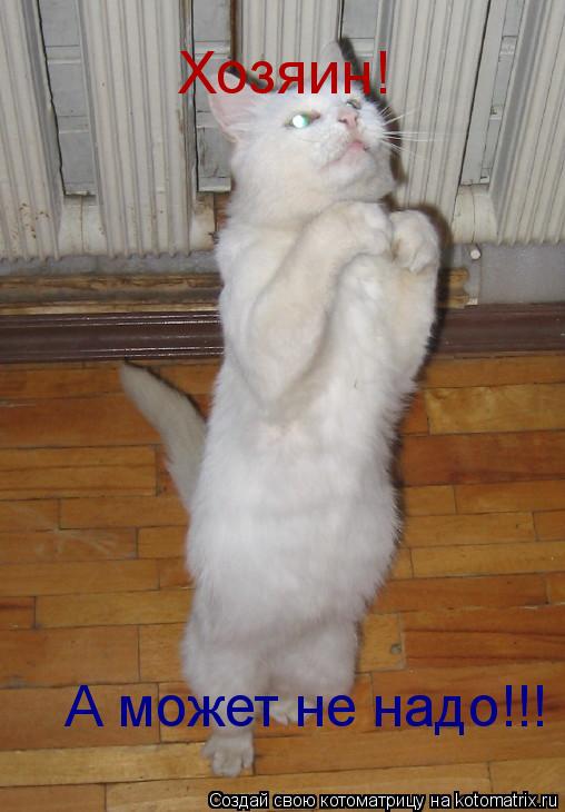 Хозяин! А может не надо!!!... Котоматрица: Хозяин! А может не надо!!!