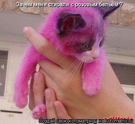 Зачем меня стирали с розовым бельём ?... Котоматрица: Зачем меня стирали с розовым бельём ?