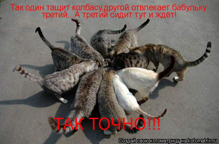 Так один тащит колбасу,другой отвлекает бабульку третий...А третий сидит тут и ждёт! ТАК ТОЧНО!!!... Котоматрица: Так один тащит колбасу,другой отвлекает бабульку третий...А третий сидит тут и ждёт! ТАК ТОЧНО!!!