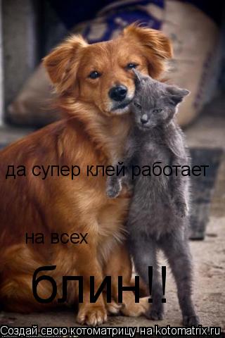 да супер клей работает на всех блин!!... Котоматрица: да супер клей работает на всех блин!!