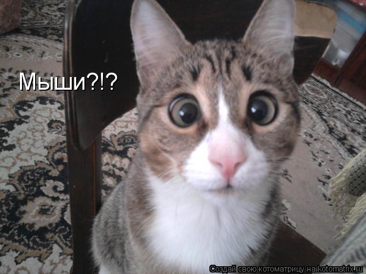 Котоматрица: Мыши?!?