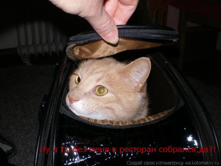 Ну а ты без меня в ресторан собрался,да?!... Котоматрица: Ну а ты без меня в ресторан собрался,да?!
