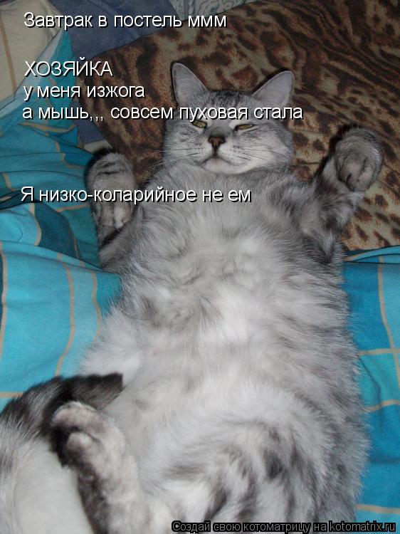 Завтрак в постель ммм ХОЗЯЙКА у меня изжога а мышь,,, совсем пуховая стала Я низко-коларийное не ем... Котоматрица: Завтрак в постель ммм ХОЗЯЙКА у меня изжога а мышь,,, совсем пуховая стала Я низко-коларийное не ем