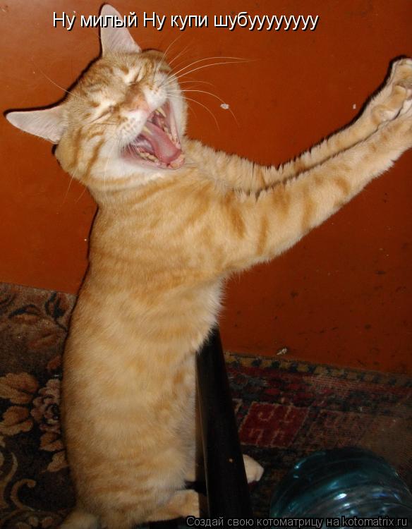 Ну милый Ну купи шубуууууууу... Котоматрица: Ну милый Ну купи шубуууууууу