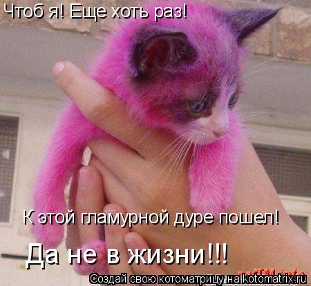 Котоматрица: Чтоб я! Еще хоть раз! К этой гламурной дуре пошел! Да не в жизни!!!