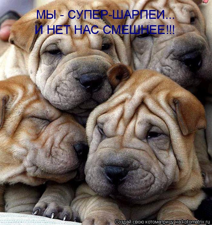 Котоматрица: МЫ - СУПЕР-ШАРПЕИ... И НЕТ НАС СМЕШНЕЕ!!!