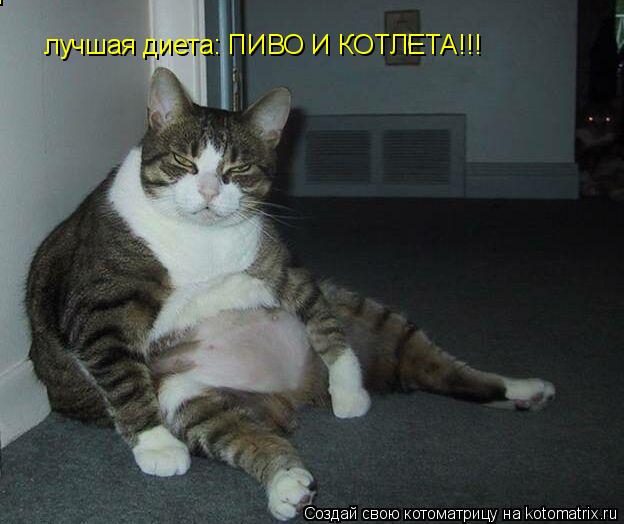Котоматрица: лучшая диета: ПИВО И КОТЛЕТА!!! лучшая диета: ПИВО И КОТЛЕТА!!!