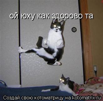 Котоматрица: ой юху как здорово та