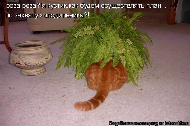 роза роза?!я кустик.как будем осуществлять план... по захвату холодильника?!... Котоматрица: роза роза?!я кустик.как будем осуществлять план... по захвату холодильника?!