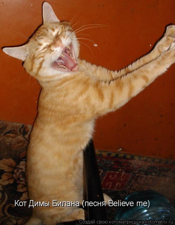 Кот Димы Билана (песня Believe me)... Котоматрица: Кот Димы Билана (песня Believe me)