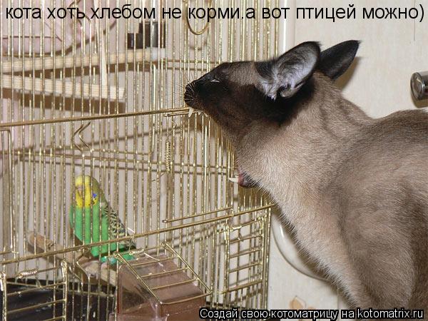 кота хоть хлебом не корми.а вот птицей можно)... Котоматрица: кота хоть хлебом не корми.а вот птицей можно)