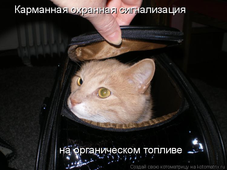 Карманная охранная сигнализация на органическом топливе... Котоматрица: Карманная охранная сигнализация на органическом топливе
